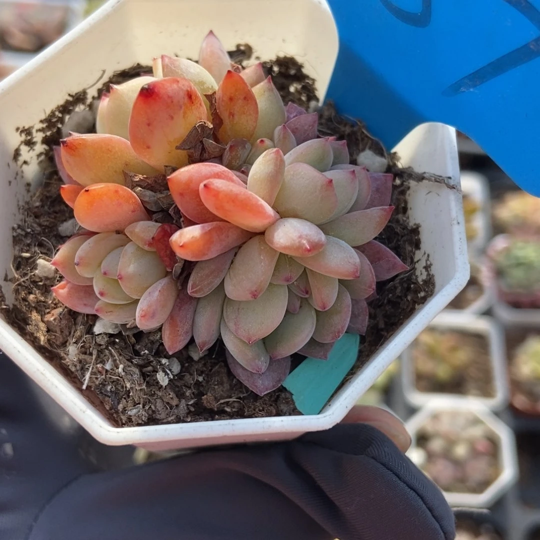 887全明星多肉植物