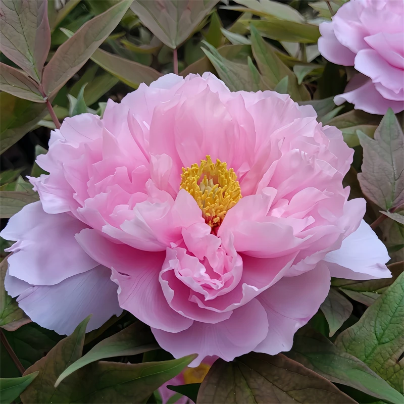 【一物一拍牡丹】菏泽大花重瓣牡丹