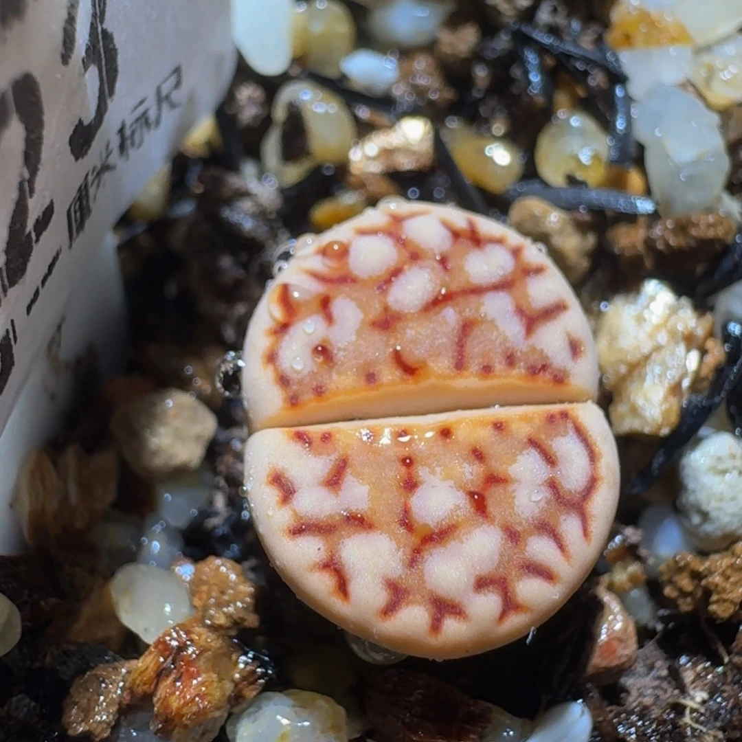 Ssss精品生石花823