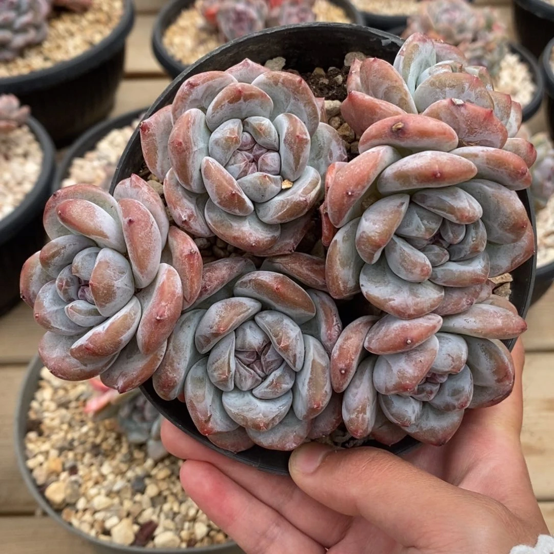六头绿底紫心小肥肥