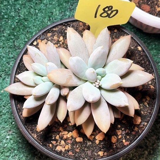 彩票店里面的人了吗