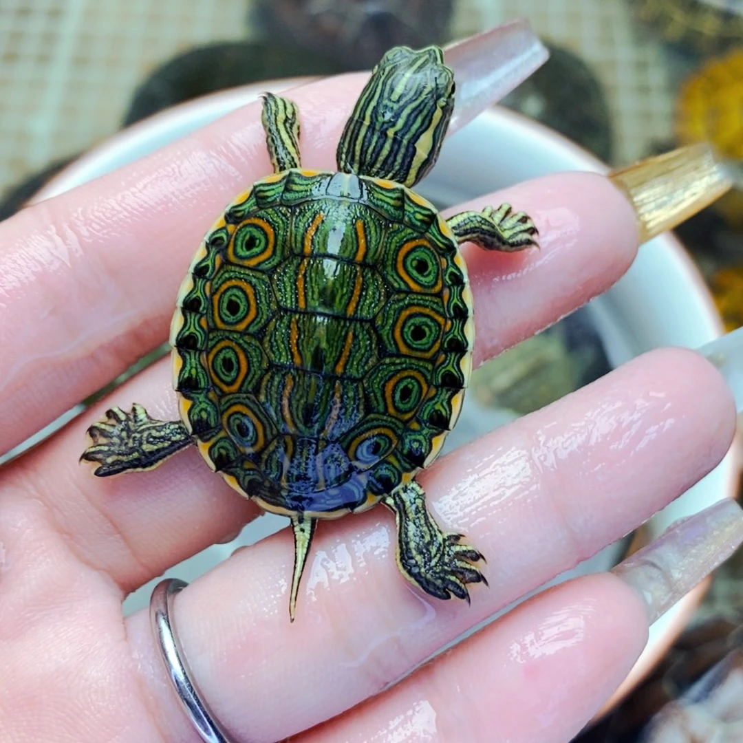 不分公母宠物龟精品油彩大河苗6