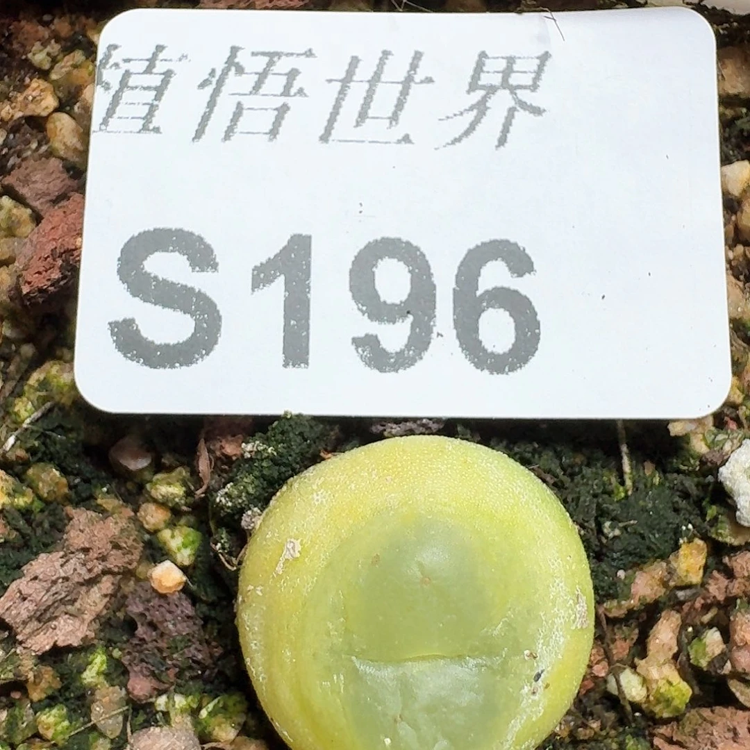 196号多肉植物哇c v