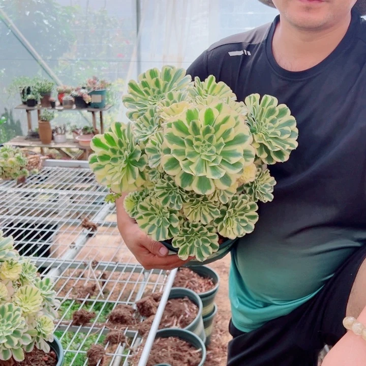 大颗迈巴赫多肉法师