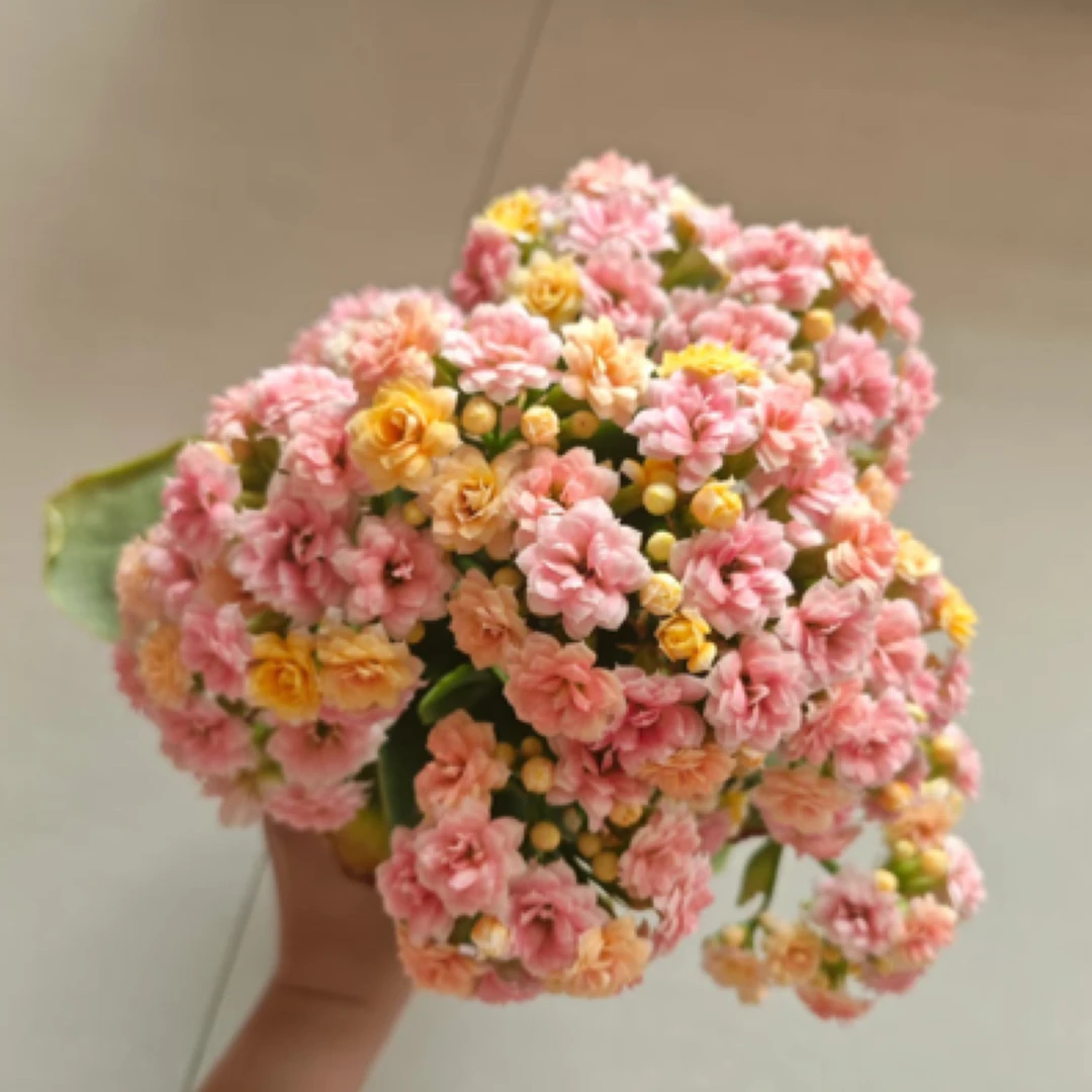 【柠檬水果糖】重瓣变色稀有长寿花