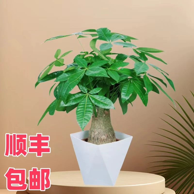 独杆发财树粗杆大树桩室内小盆栽客厅办公室招财盆景