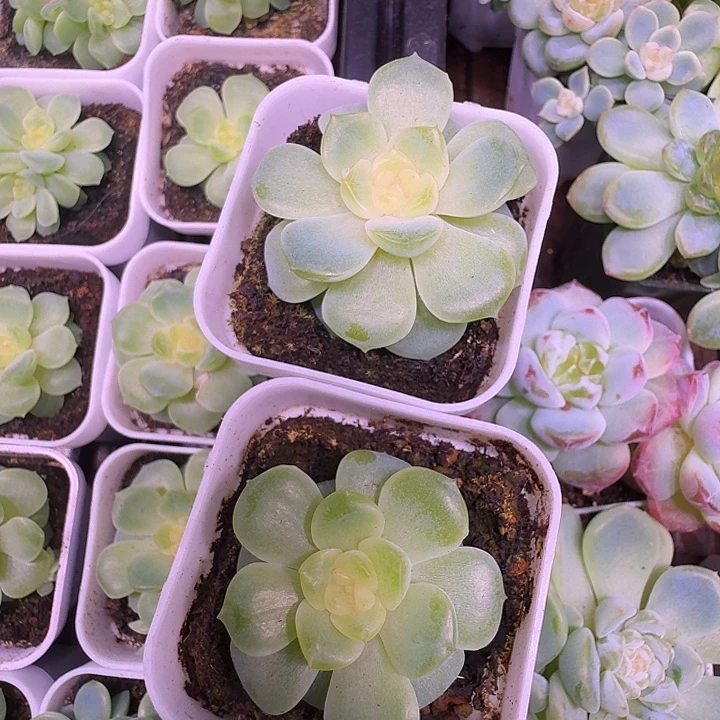谪仙甜心单头福利随机