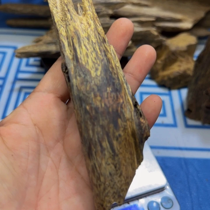 木质海南黄奇树心虫漏35克