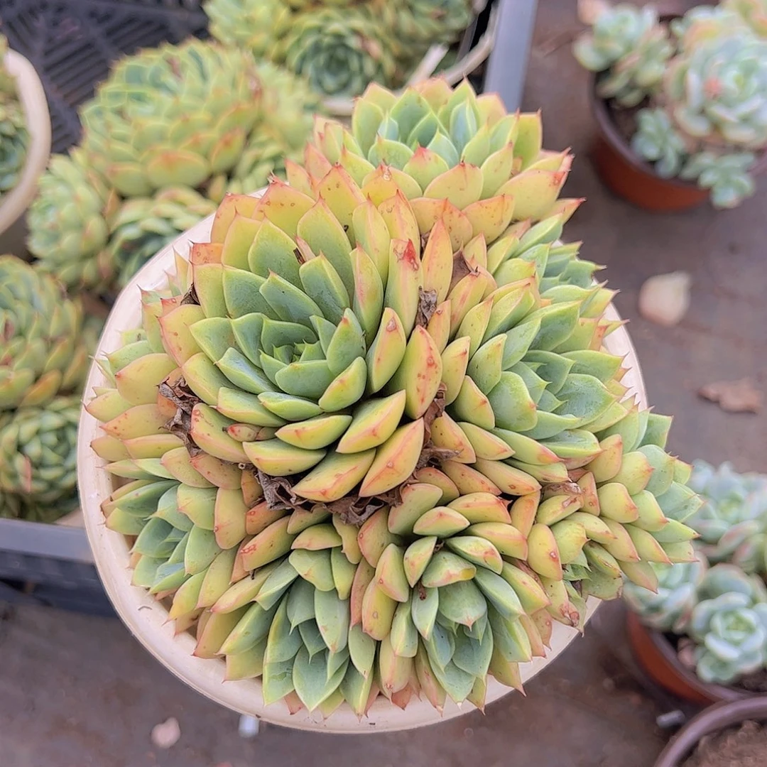 橘子冰多头大盆群手捧