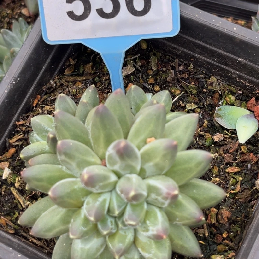 心***情申公豹一物一拍536