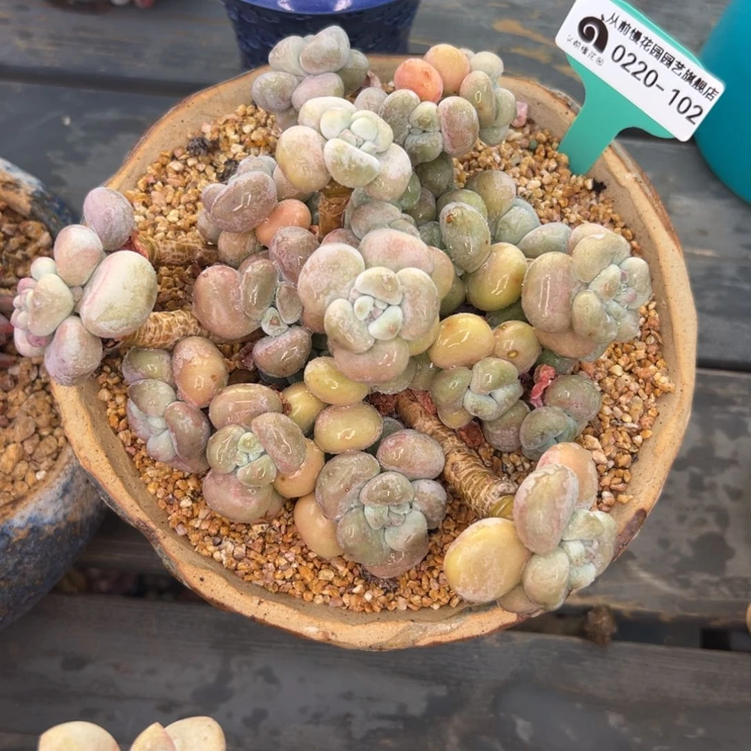 多肉一物一拍0220-102