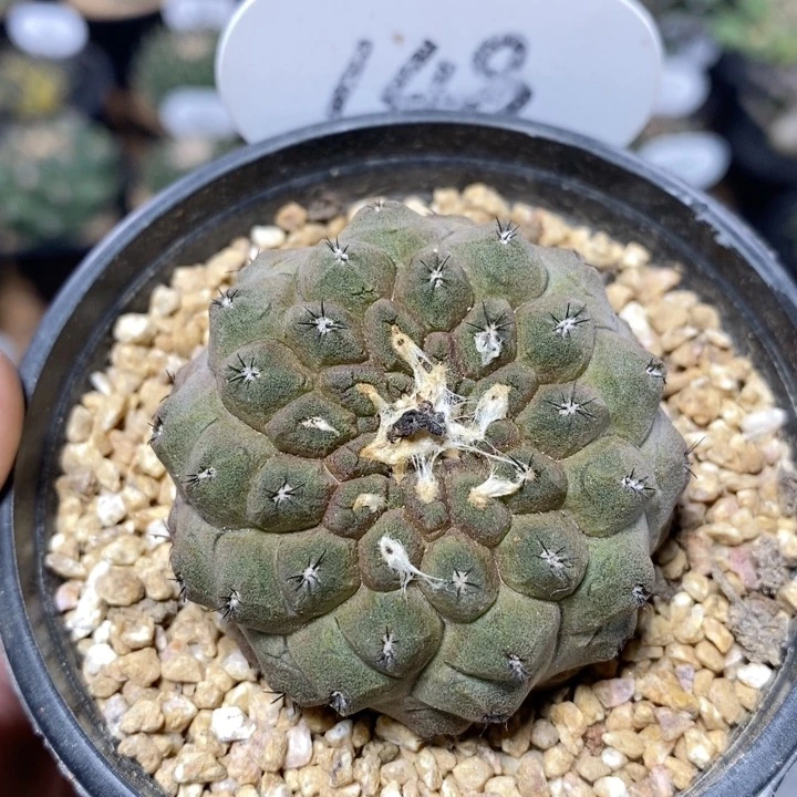 148号蜥蜴皮4.7cm