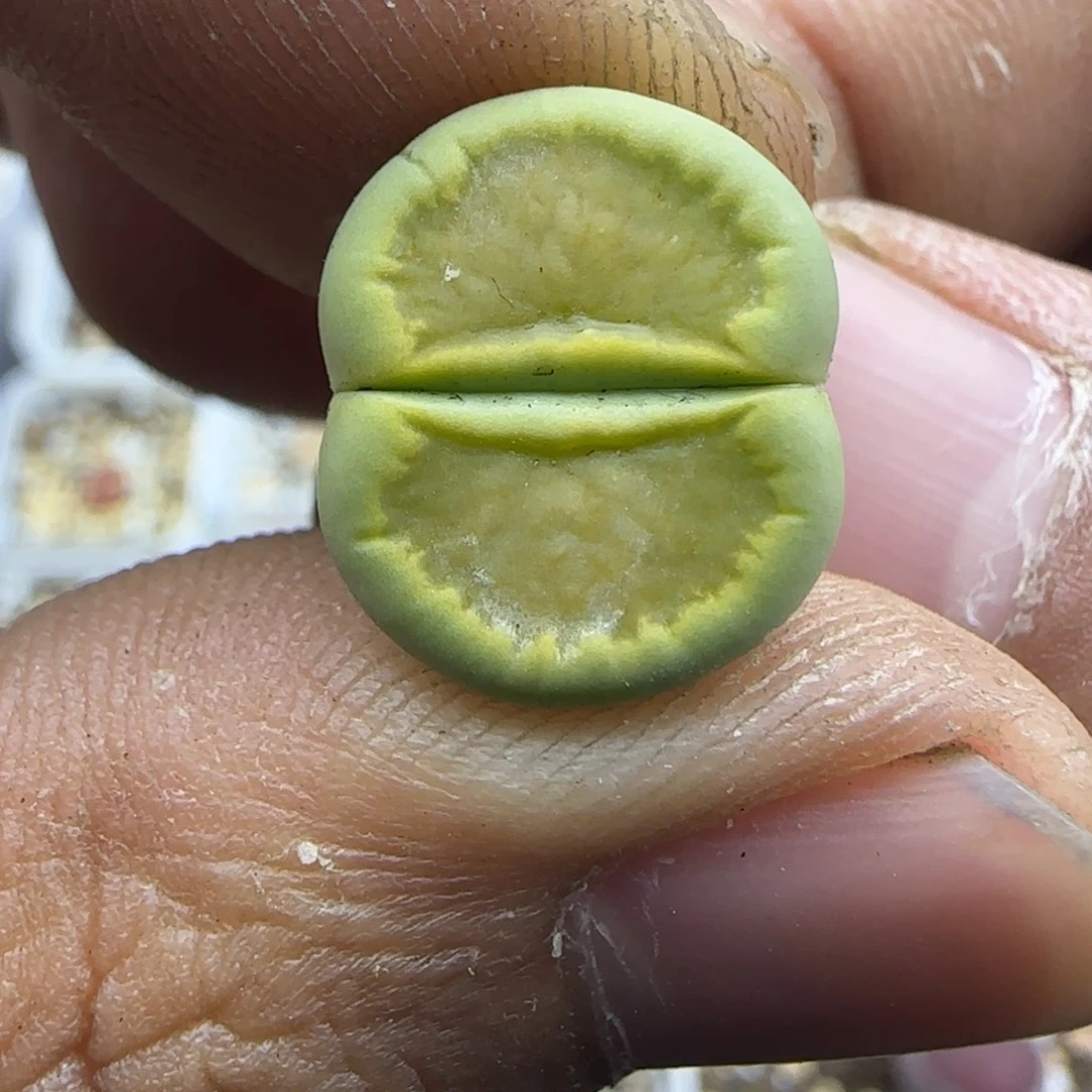 622 生石花大棚直播