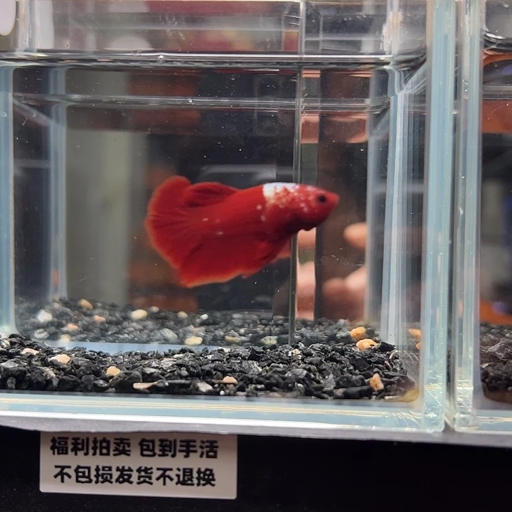 斗鱼竞拍跑单拉黑19日63