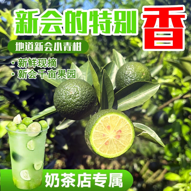 新会小青柑鲜果新鲜奶茶店专用天马产区茶枝柑手打柠檬茶
