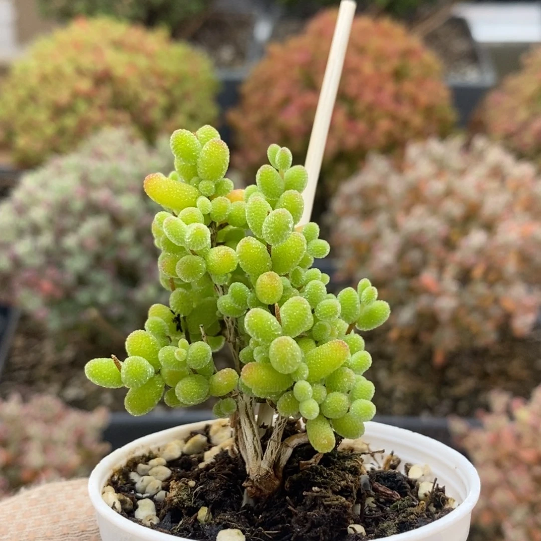 金橘糖球8519枝干番杏