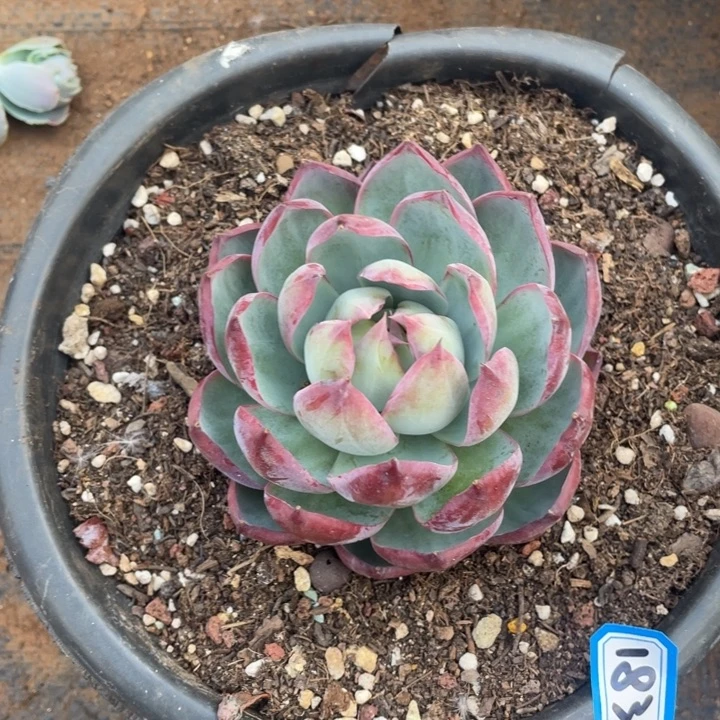 183惊鸿一物一拍多肉