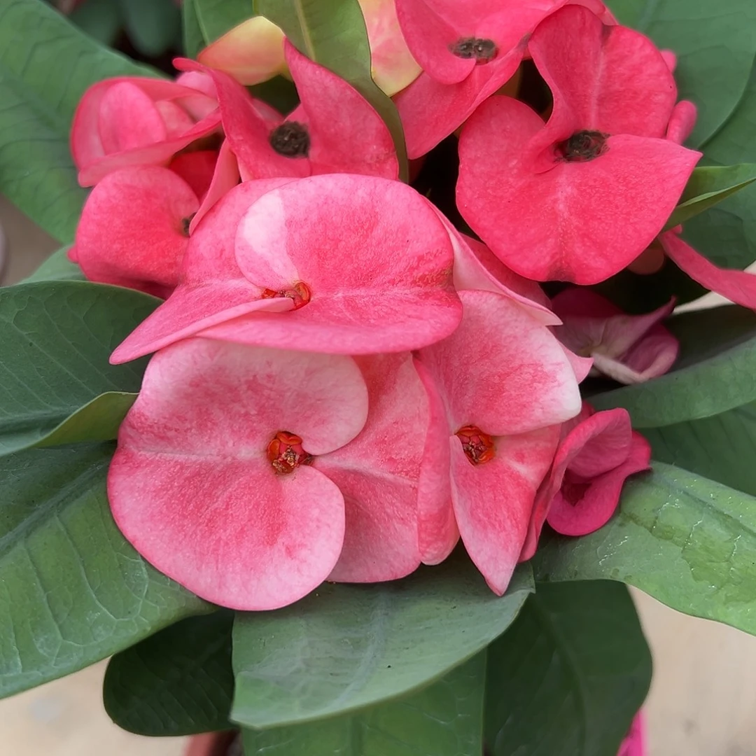 八仙女孩泰国大花虎刺梅