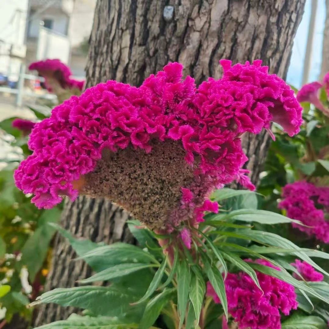 粉色鸡冠花盆栽花卉庭院阳台新手易养护爆花强抗晒发货快