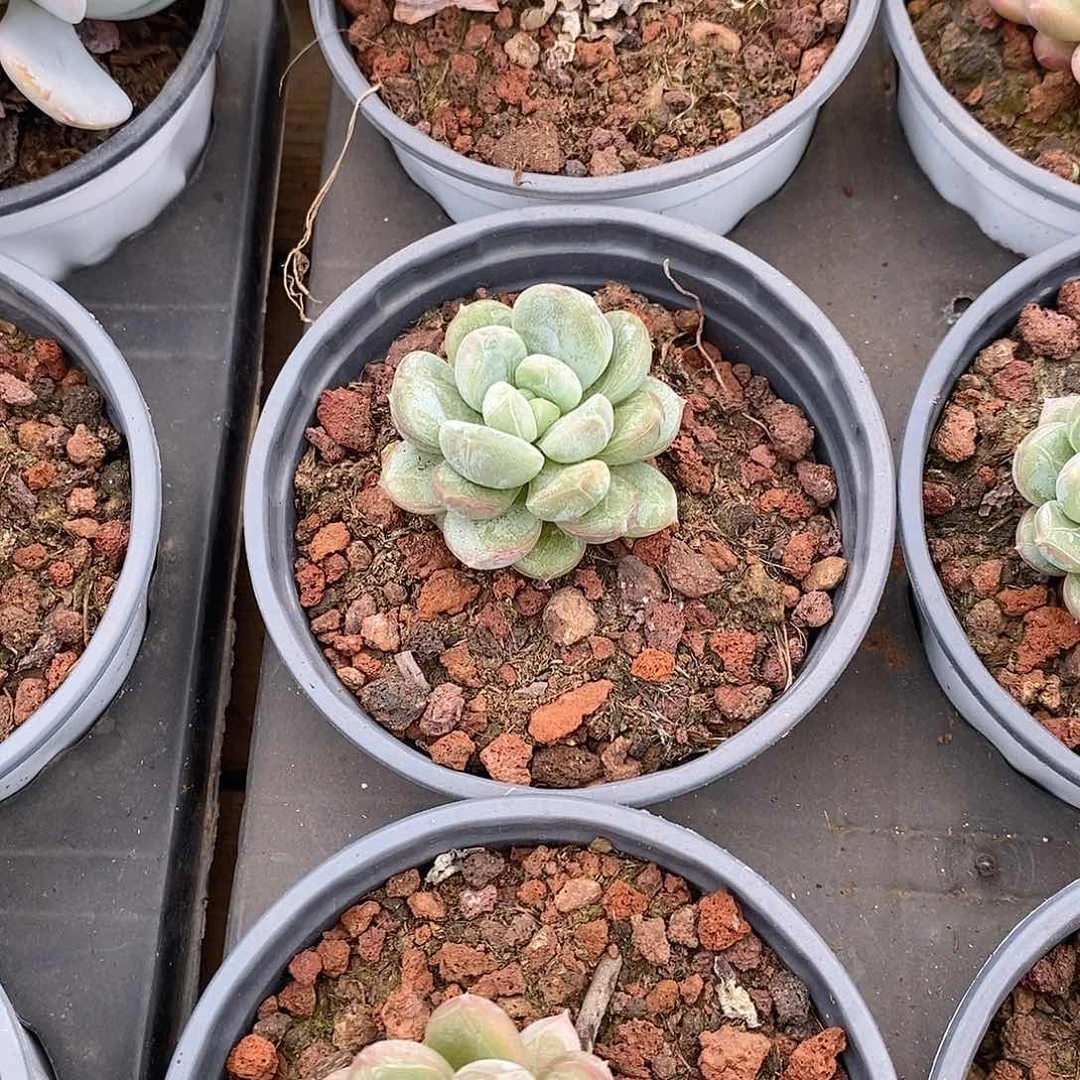 百达翡翠单头，福利多多