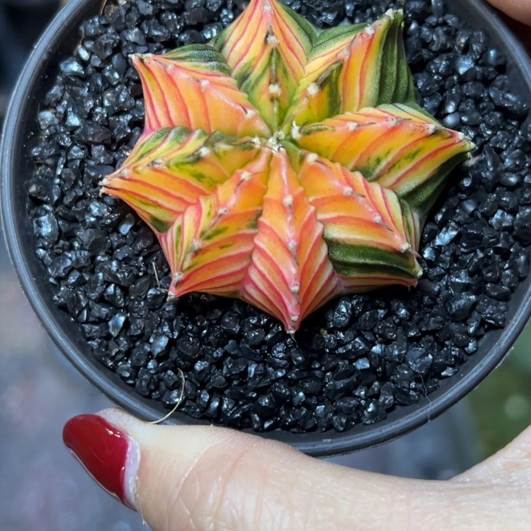 ?*?H11实生肋骨锦，带盆土发货