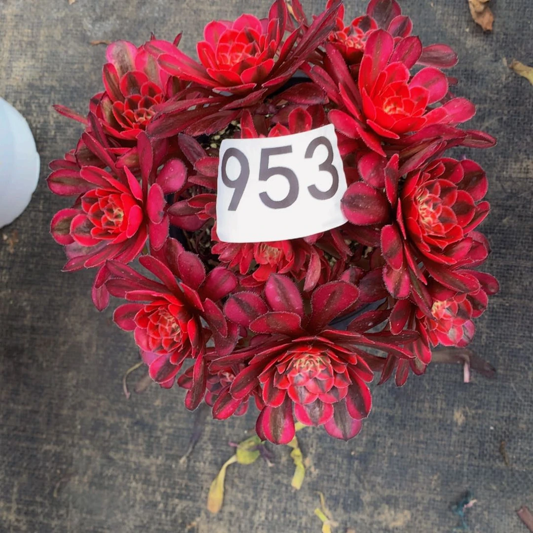 白月光953法师多肉