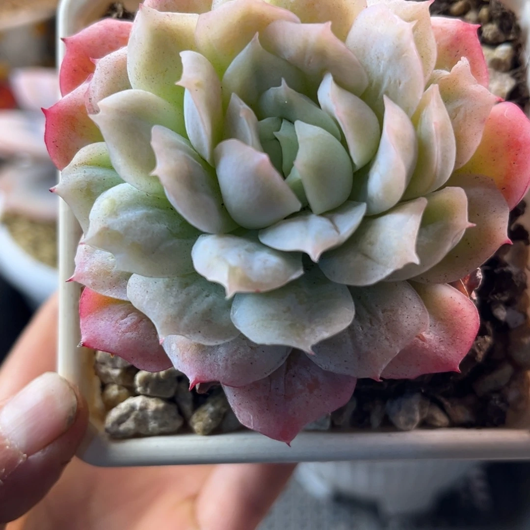 12.1-46泡泡纱裙泡泡纱裙