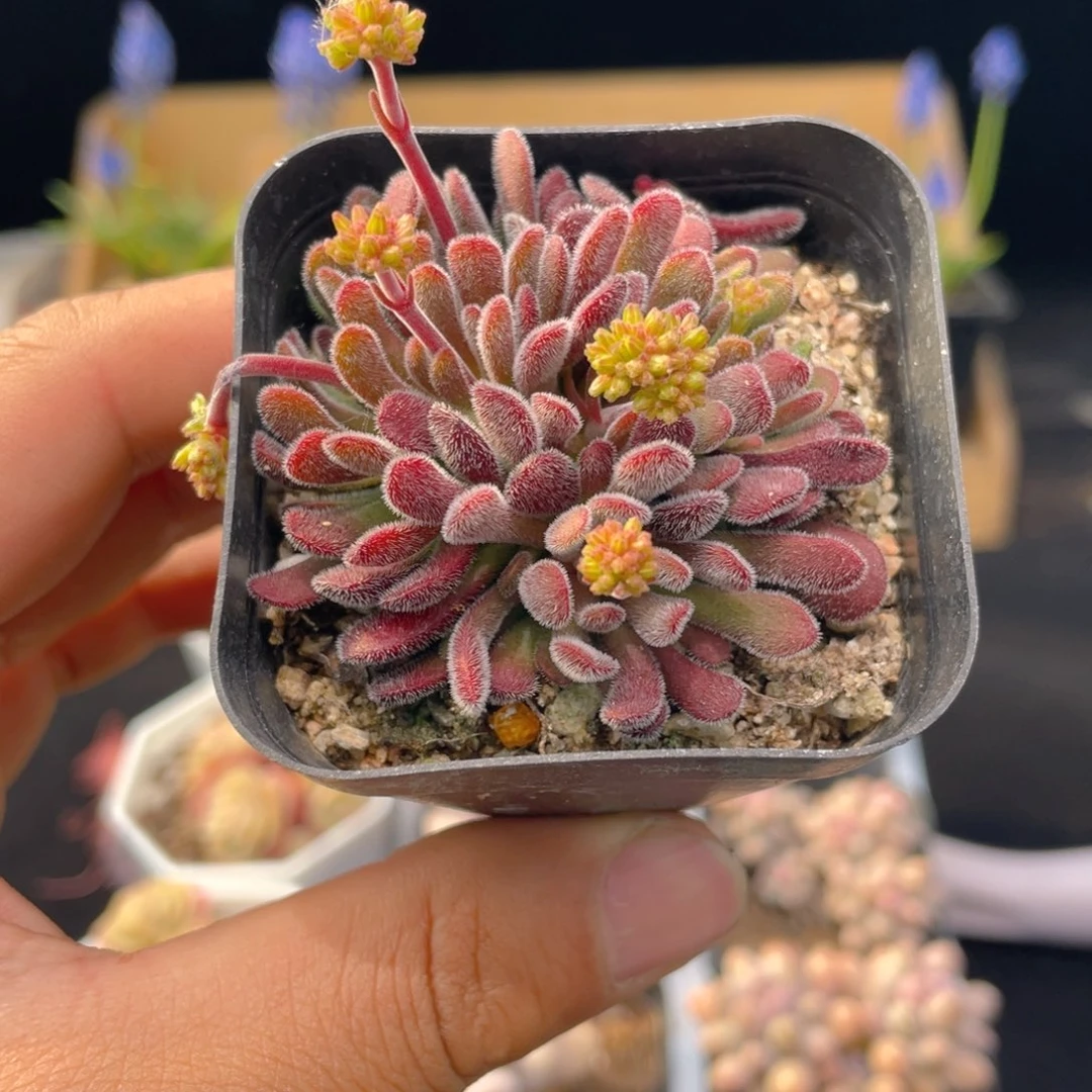 梦椿多肉9.9包邮发货