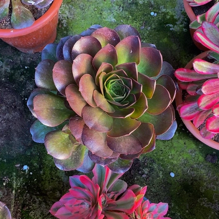 美金玫瑰加粉女巫一组