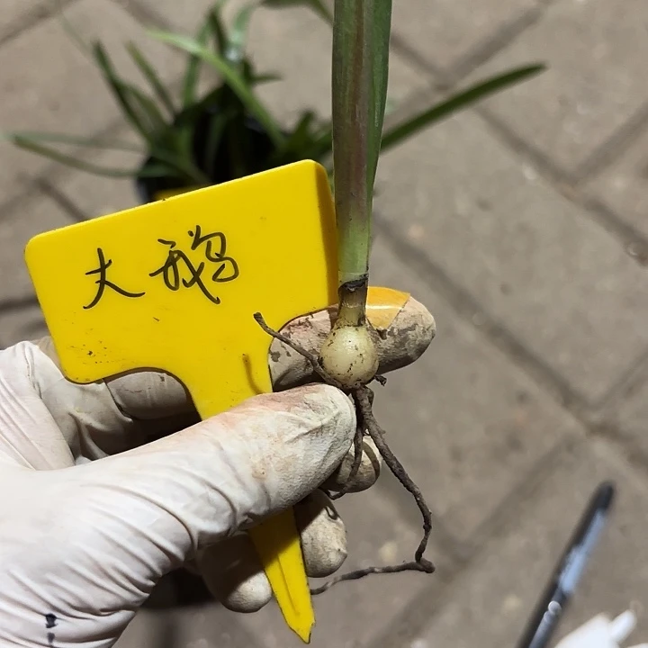 L****无花朵朱顶红大鹅一颗1+