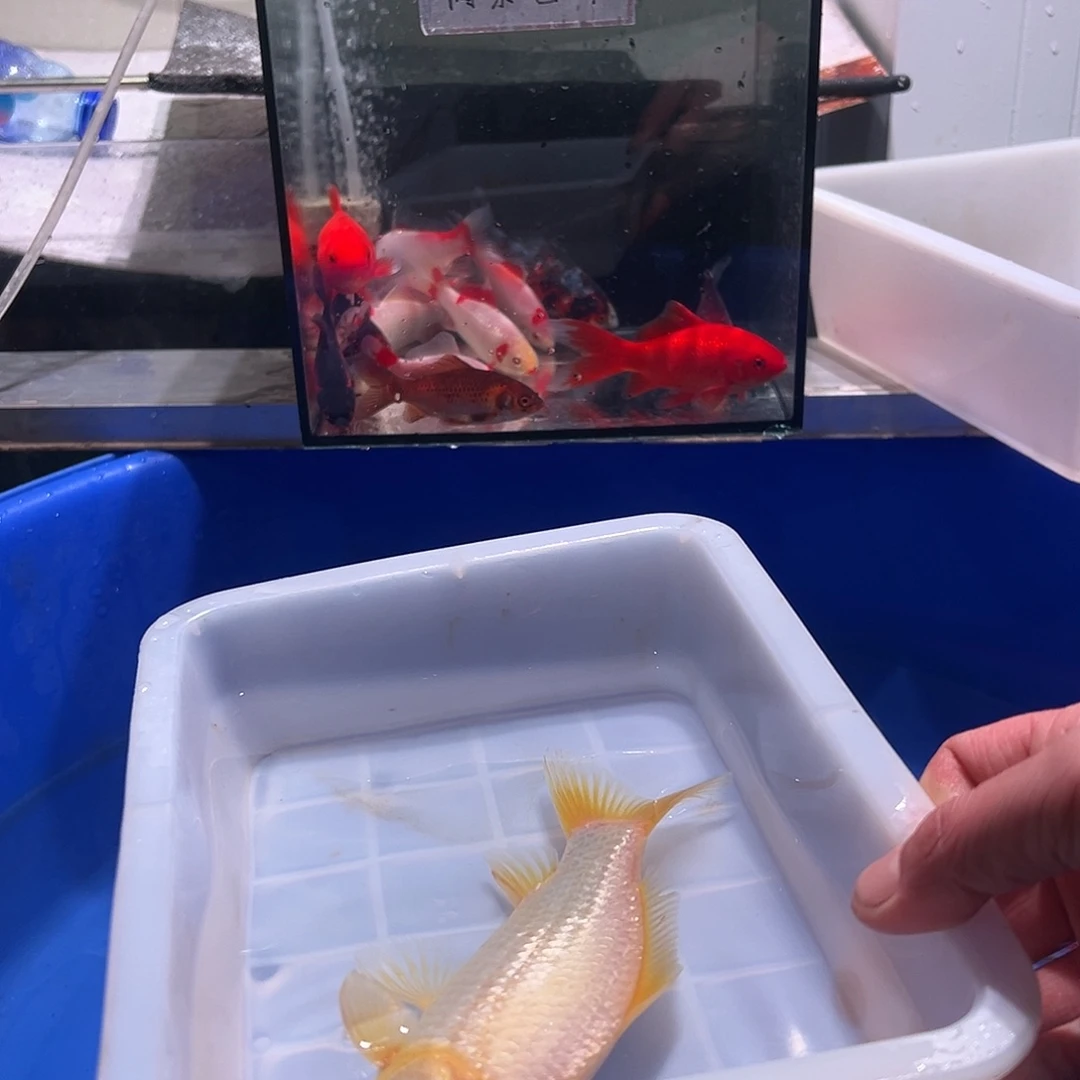 木***人海水鱼观赏鱼福利多多啊