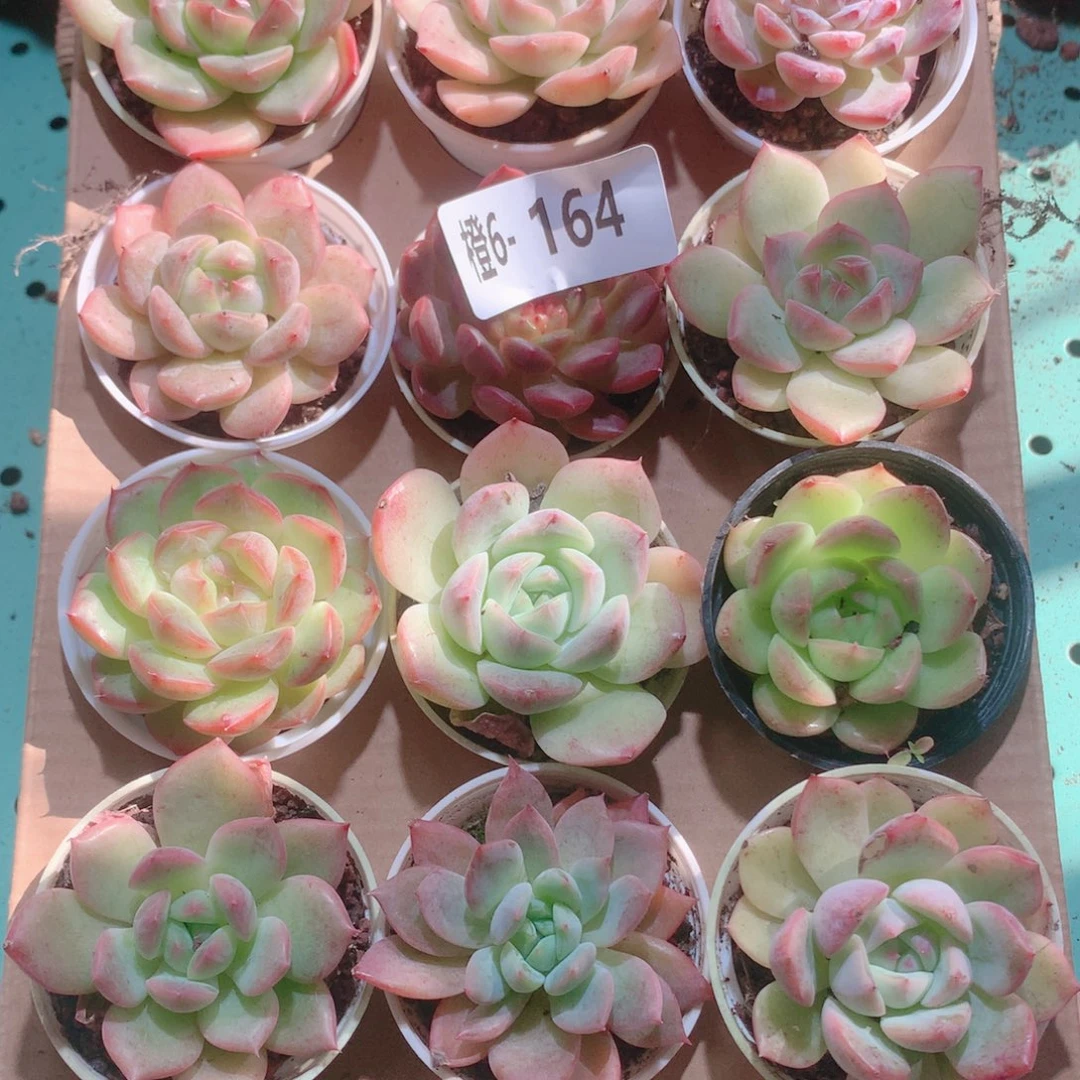 6-164一物一拍多肉带盆18颗