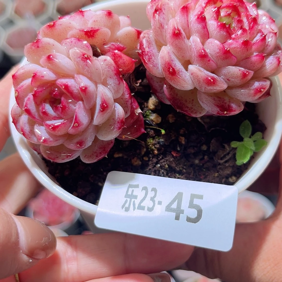 乐23-45 天鹅绒群