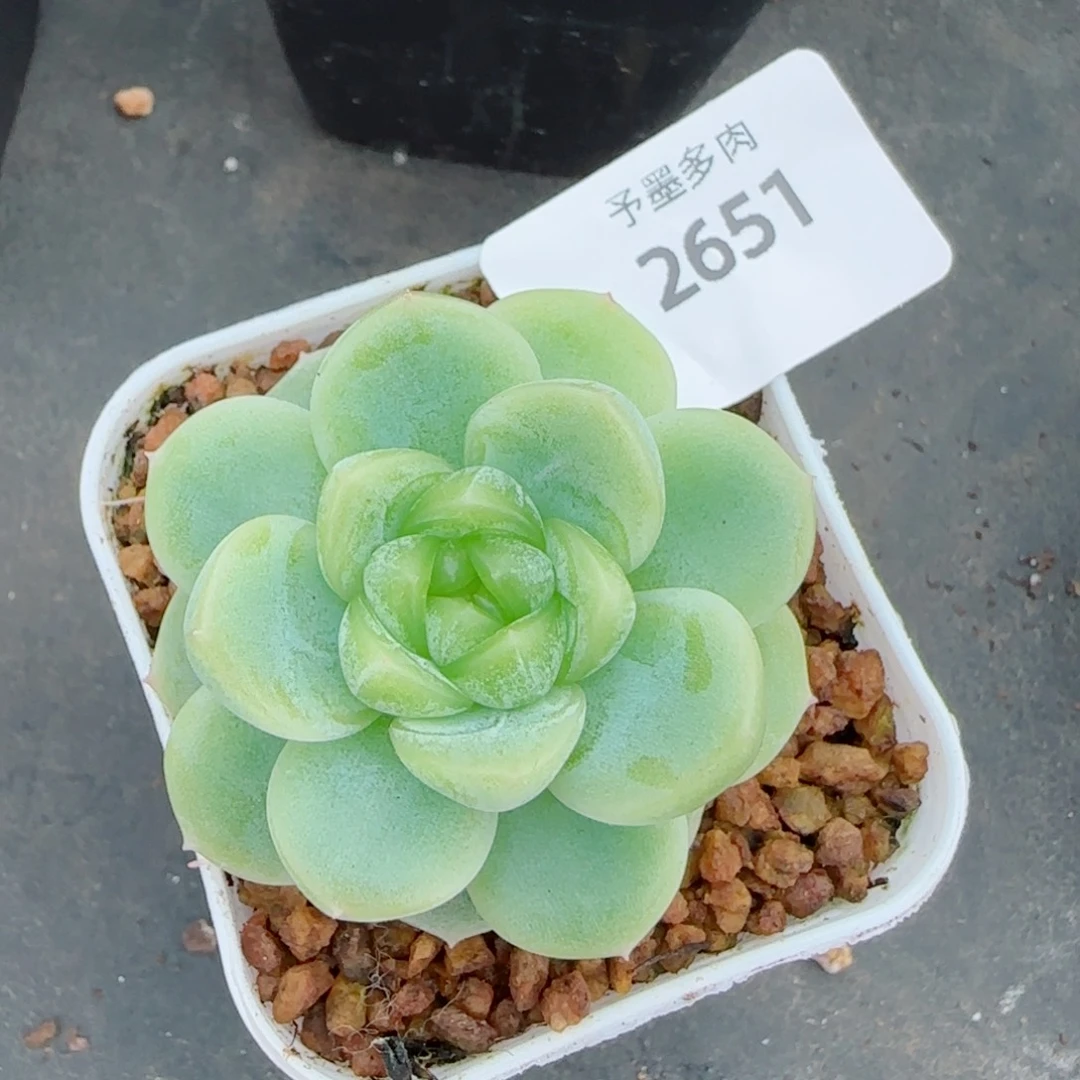 白体财富密码，2651多肉植物