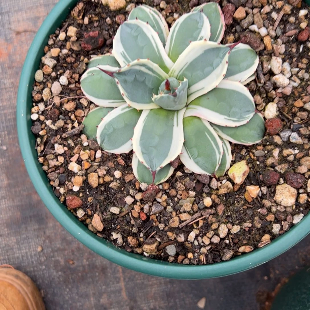 金*英多肉植物龙佩兰道