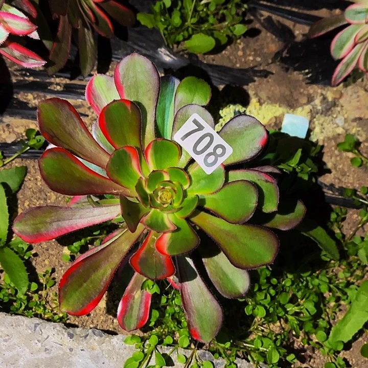 708花蝴蝶多肉植物