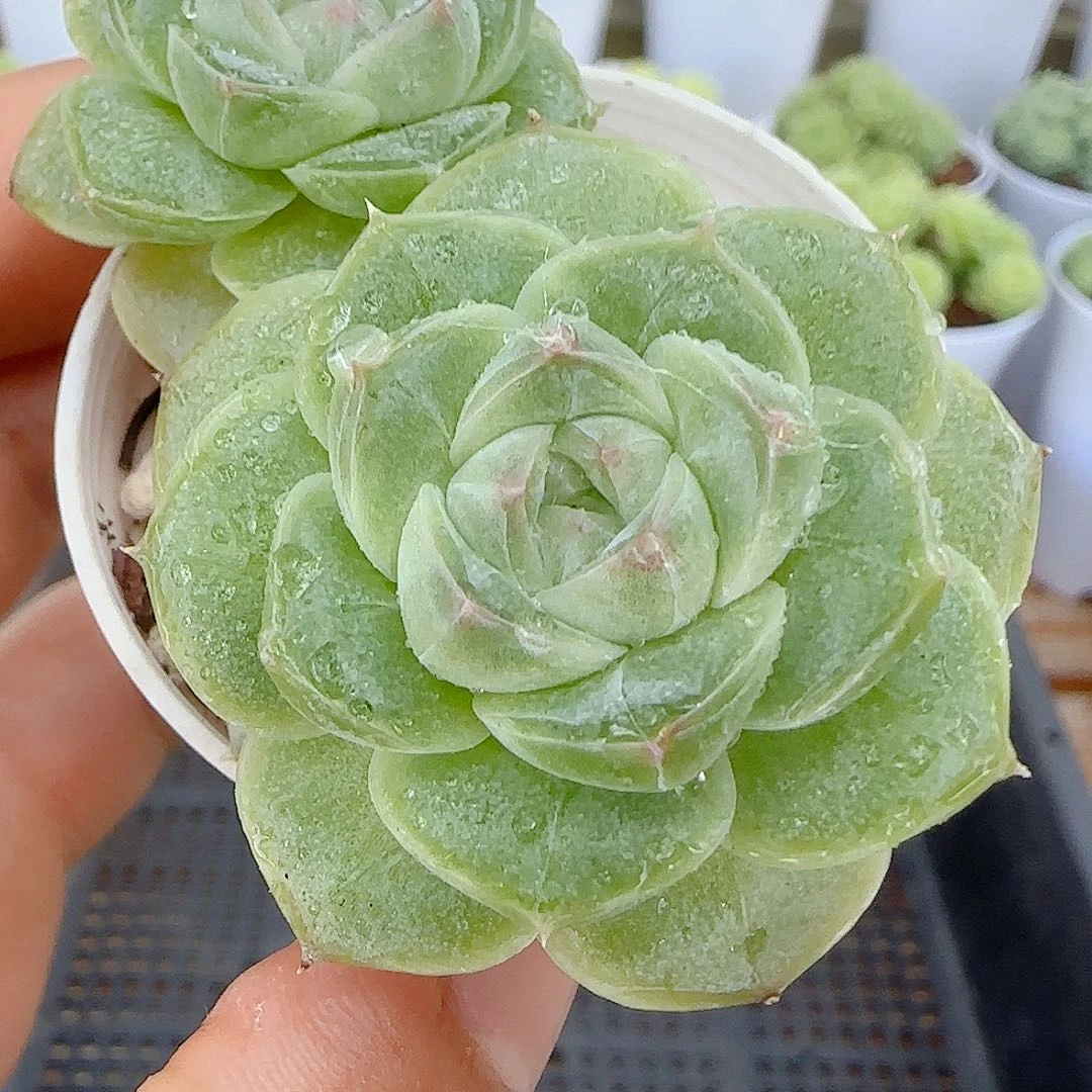 【闪购商品】0928-95开播福利