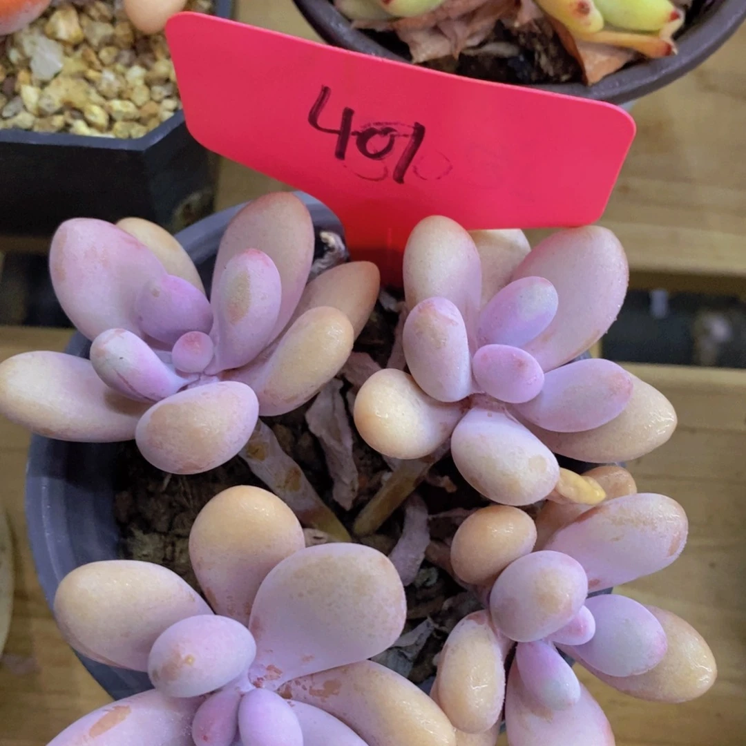 最后一场，3单包邮，一物一拍