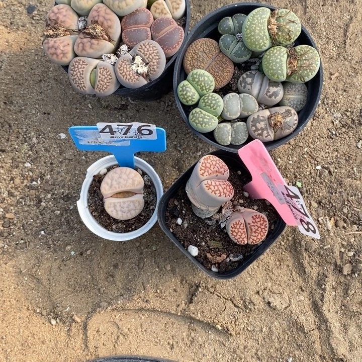 ****∽生石花等植物的生长476