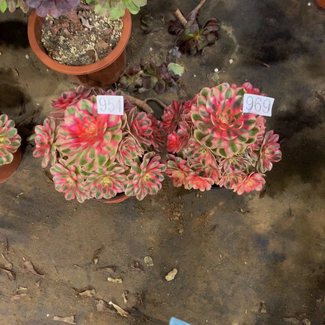 细*多肉植物954.969倾城888888