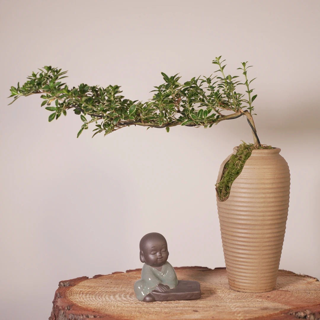 悬崖飘枝六月雪禅意盆栽盆景室内外办公室客厅茶几桌面绿植