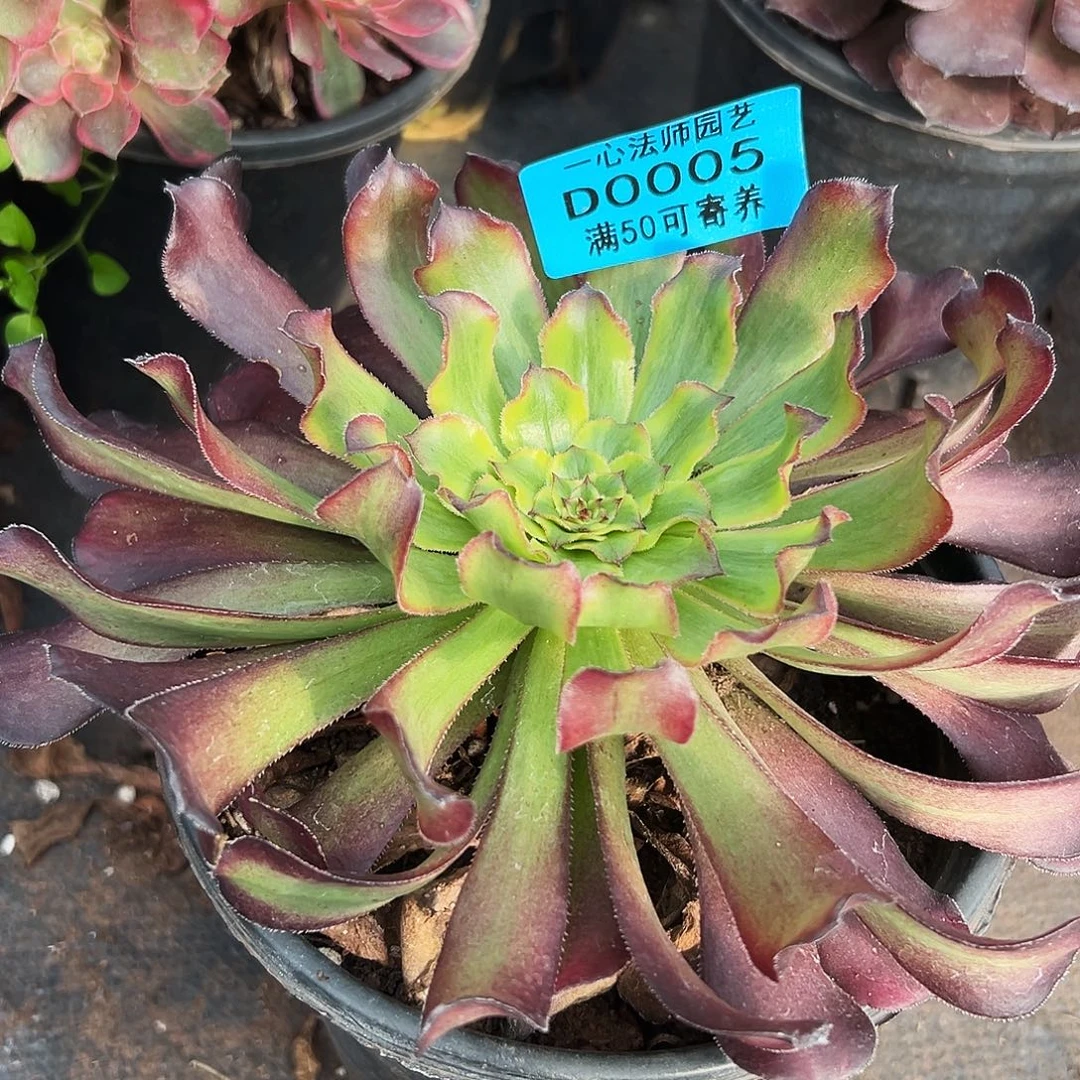0005多肉植物法师