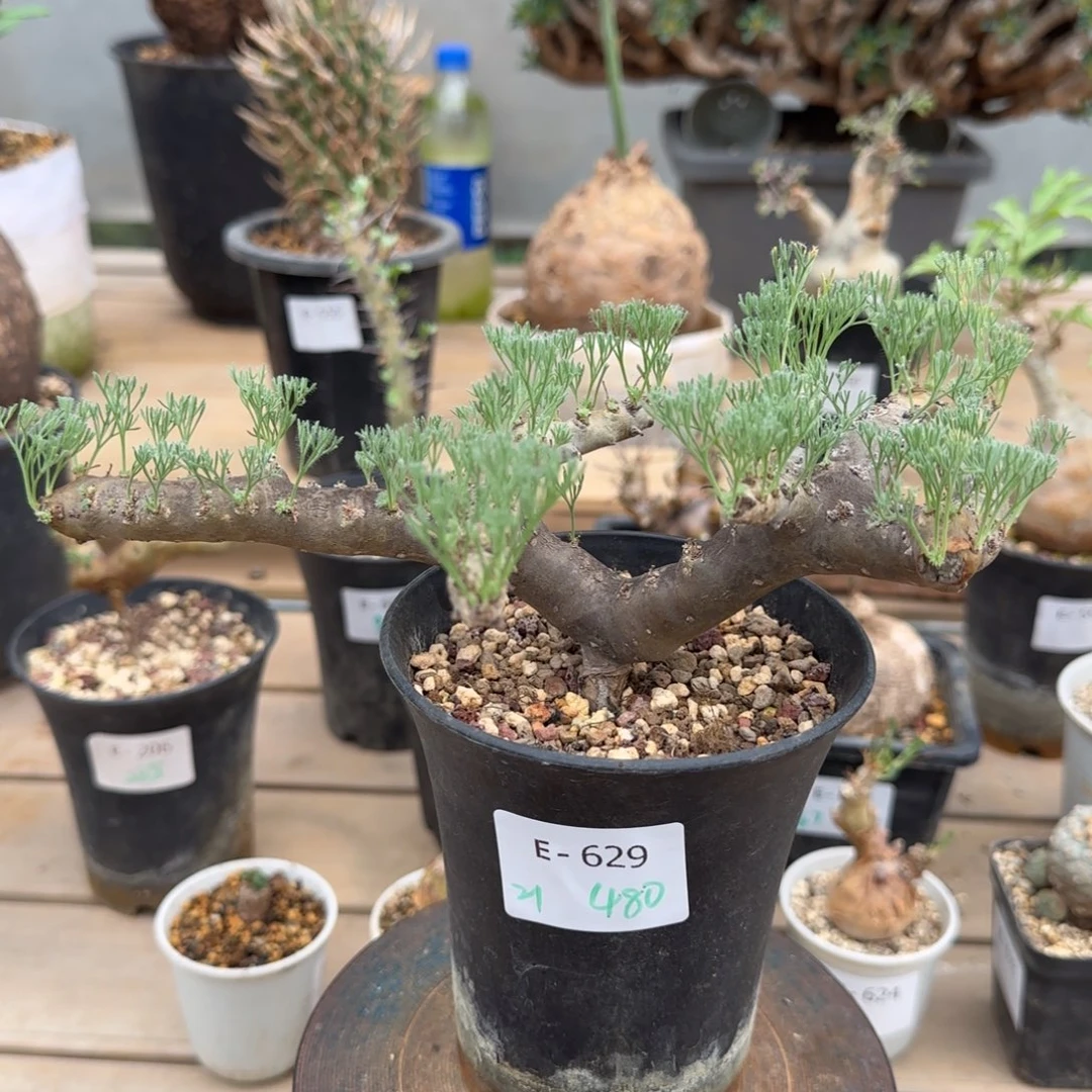 629黑皮月界块根植物