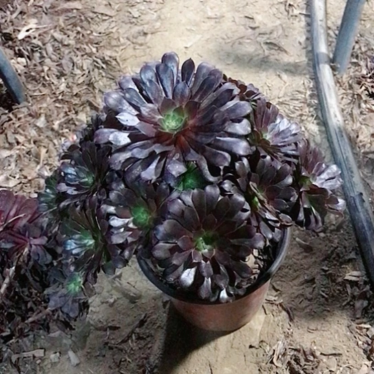 博***籍黑铜法师多肉植物14