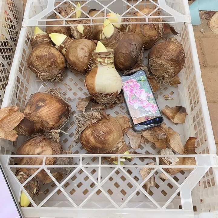 直播间樱花之恋8.5左右一颗开花球