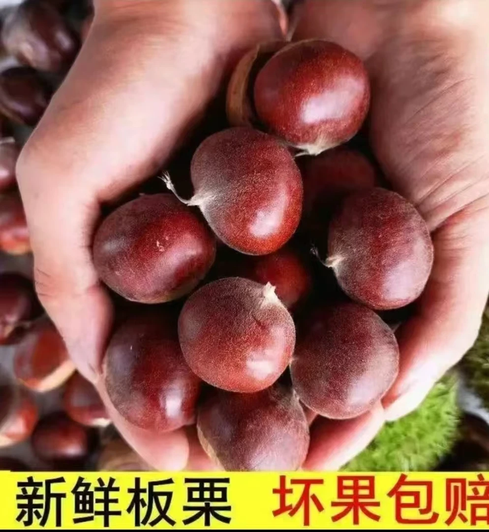 【买3斤送2斤】2025年新鲜现摘高山板栗甘甜清脆生栗子板栗送开栗爪