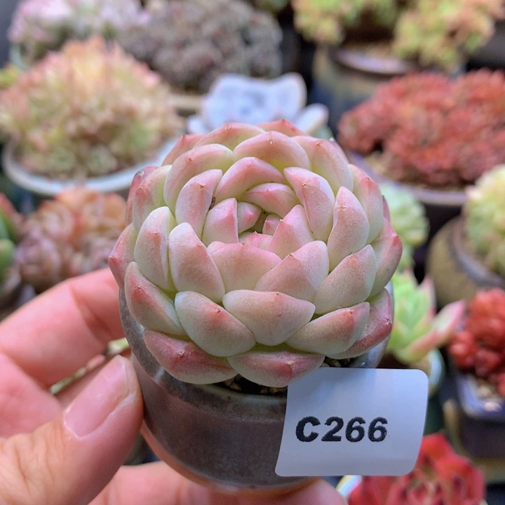 一物一拍含盆土满38包邮C266