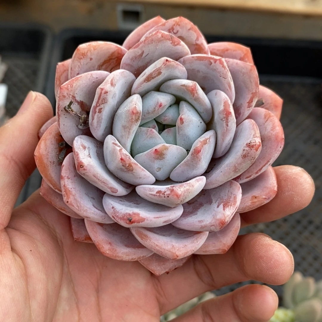 橙子多肉植物7014