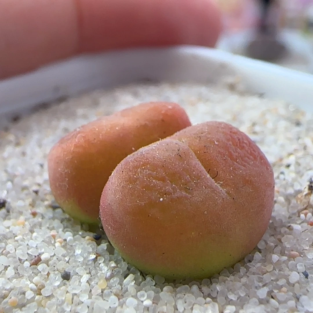 1110/双头水蜜桃/