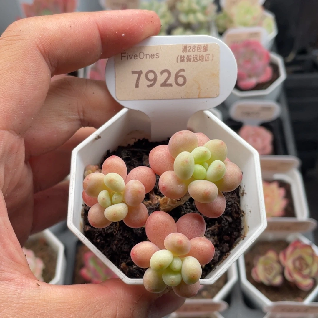 鱼子酱7926-5厘米